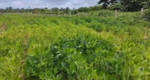 Idaf anuncia cadastro obrigatório das lavouras de soja no Acre