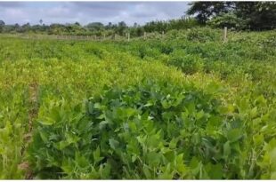 Idaf anuncia cadastro obrigatório das lavouras de soja no Acre