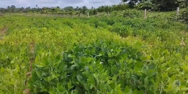 Idaf anuncia cadastro obrigatório das lavouras de soja no Acre