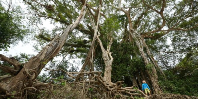 Governo do Acre promove fórum com participação de povos indígenas e comunidades tradicionais