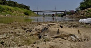 Extremos climáticos e baixa concentração de oxigênio são apontados como possíveis causas da mortandade de peixes no Rio Acre