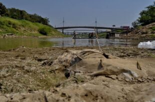 Extremos climáticos e baixa concentração de oxigênio são apontados como possíveis causas da mortandade de peixes no Rio Acre