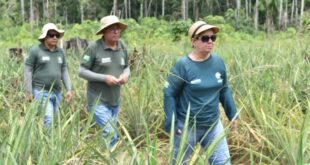 Extensionistas da Emater levam apoio técnico para produtores de abacaxi da comunidade de Humaitá