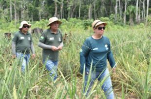 Extensionistas da Emater levam apoio técnico para produtores de abacaxi da comunidade de Humaitá