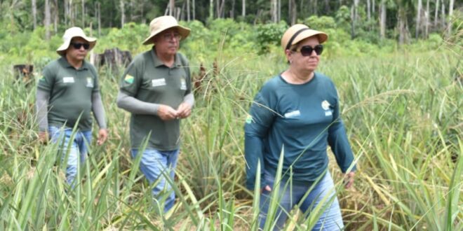 Extensionistas da Emater levam apoio técnico para produtores de abacaxi da comunidade de Humaitá