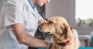 Câncer de próstata também atinge os cães; veja sinais da doença