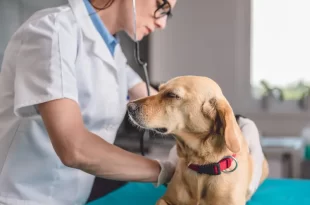 Câncer de próstata também atinge os cães; veja sinais da doença