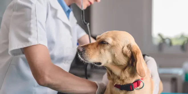 Câncer de próstata também atinge os cães; veja sinais da doença