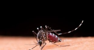 Brasil registra 5.680 óbitos por dengue. Com 3.622 casos Acre dobra os cuidados