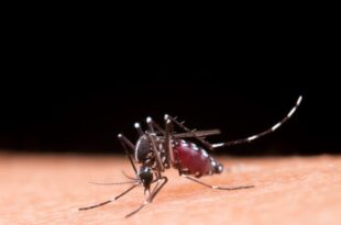 Brasil registra 5.680 óbitos por dengue. Com 3.622 casos Acre dobra os cuidados