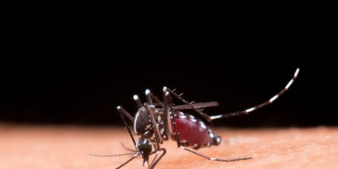 Brasil registra 5.680 óbitos por dengue. Com 3.622 casos Acre dobra os cuidados