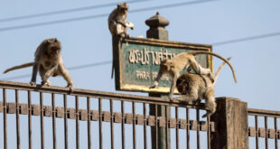 Macacos cercam delegacia na Tailândia e deixam policiais presos no prédio