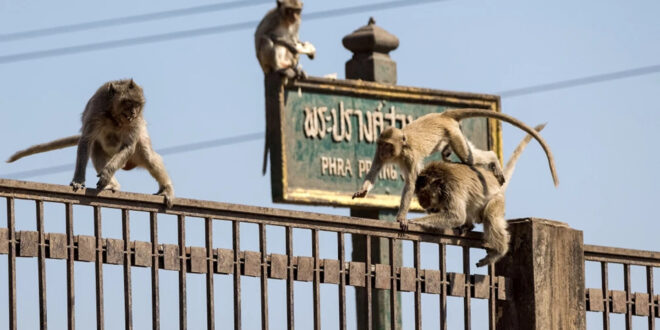 Macacos cercam delegacia na Tailândia e deixam policiais presos no prédio