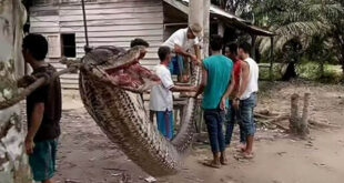 Trabalhador desaparecido é encontrado dentro de cobra píton na Indonésia