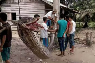 Trabalhador desaparecido é encontrado dentro de cobra píton na Indonésia