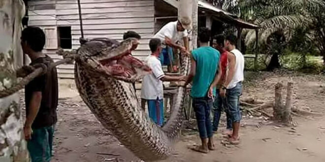 Trabalhador desaparecido é encontrado dentro de cobra píton na Indonésia