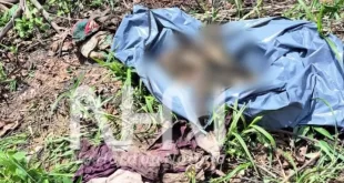 Ossada humana é encontrada enrolada em lençol em área de mata na Cidade do Povo
