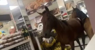Cavalos invadem padaria e tentam “roubar” panetones. Veja o vídeo