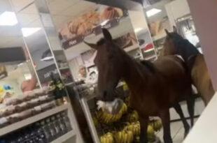 Cavalos invadem padaria e tentam “roubar” panetones. Veja o vídeo