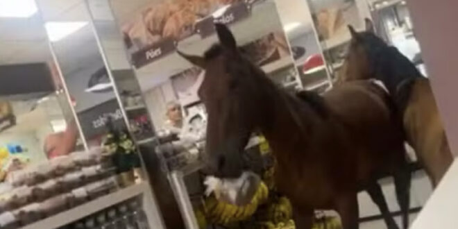 Cavalos invadem padaria e tentam “roubar” panetones. Veja o vídeo