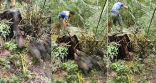 Ribeirinhos ficam cercados por bando feroz de porcos-do-mato no Acre