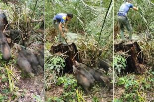 Ribeirinhos ficam cercados por bando feroz de porcos-do-mato no Acre
