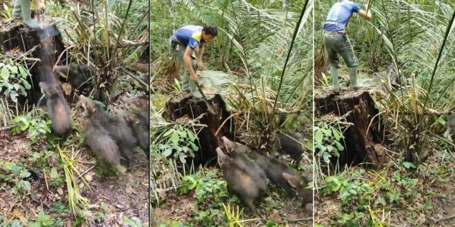 Ribeirinhos ficam cercados por bando feroz de porcos-do-mato no Acre