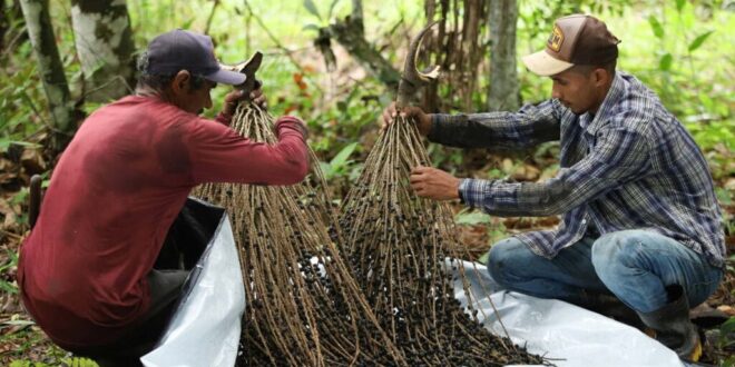 Feijó, a Terra do Açaí completa 86 anos neste sábado, 21
