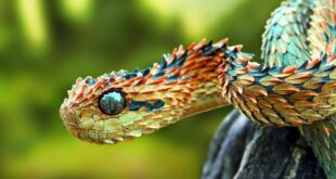 Traficantes de animais enviavam serpentes venenosas pelos Correios