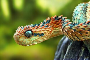 Traficantes de animais enviavam serpentes venenosas pelos Correios