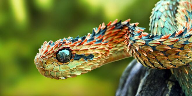 Traficantes de animais enviavam serpentes venenosas pelos Correios