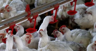 Gripe aviária pode desencadear nova pandemia global, alertam especialistas