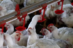 Gripe aviária pode desencadear nova pandemia global, alertam especialistas