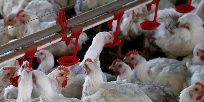 Gripe aviária pode desencadear nova pandemia global, alertam especialistas