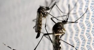 Butantan solicita à Anvisa registro de 1º vacina de dose única do mundo contra a dengue