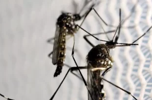 Butantan solicita à Anvisa registro de 1º vacina de dose única do mundo contra a dengue