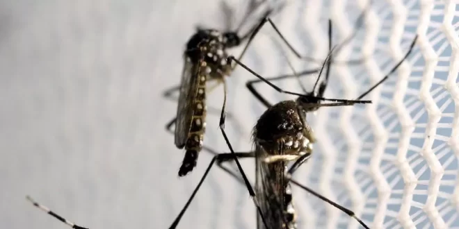 Butantan solicita à Anvisa registro de 1º vacina de dose única do mundo contra a dengue