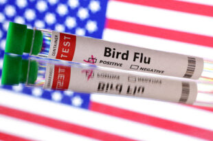 Confirmado primeiro caso grave de gripe aviária nos Estados Unidos