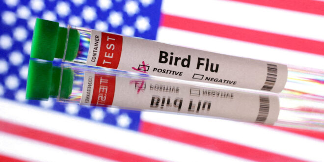 Confirmado primeiro caso grave de gripe aviária nos Estados Unidos