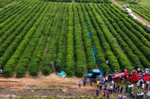 Com mais de 64 mil hectares de área plantada, safra no Acre fechou em 187.509 toneladas