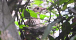Ave rara é fotografada pela primeira vez no Parque Estadual Chandless