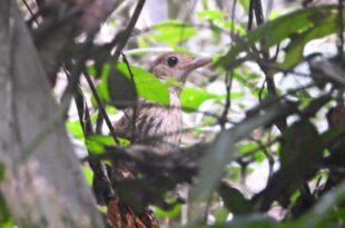 Ave rara é fotografada pela primeira vez no Parque Estadual Chandless