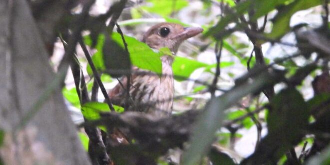 Ave rara é fotografada pela primeira vez no Parque Estadual Chandless