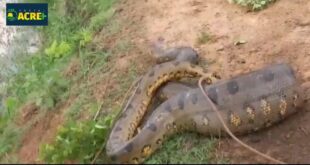 Sucuri de 5 metros é encontrada em fazenda no Bujari
