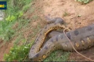 Sucuri de 5 metros é encontrada em fazenda no Bujari