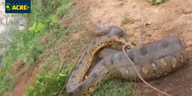 Sucuri de 5 metros é encontrada em fazenda no Bujari