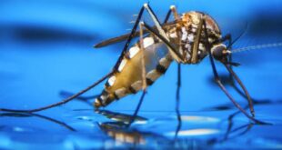 Com 6.346 casos de dengue, governo prepara decreto de emergência em saúde pública