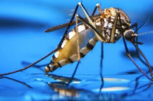Com 6.346 casos de dengue, governo prepara decreto de emergência em saúde pública