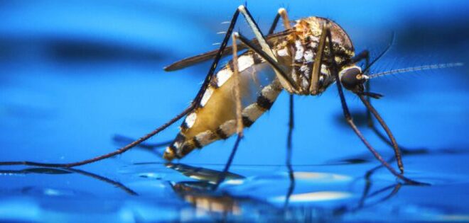 Com 6.346 casos de dengue, governo prepara decreto de emergência em saúde pública