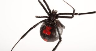 Mundo louco: mulher mói aranha viúva-negra inteira e injeta em si mesma